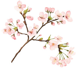 A delicate watercolor illustration of blooming cherry blossom branches with soft pink petals and subtle green leaves, outlined with a white sticker border.