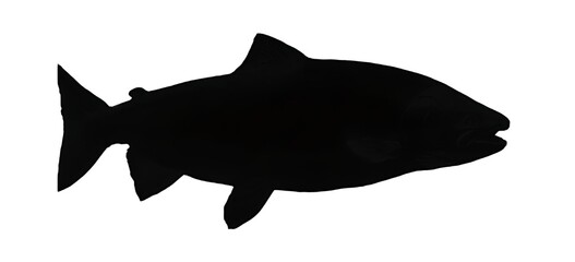 silhouette of a shark in white background 