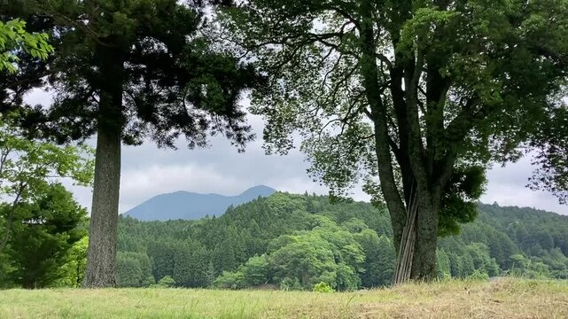 大木と風
