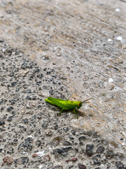 Grasshopper close up. Grasshopper photos taken from several angles. Blurred background.