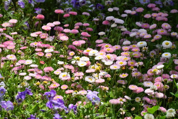 field of purple and white flowers