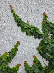 Green Climbing Vine on White Textured Wall