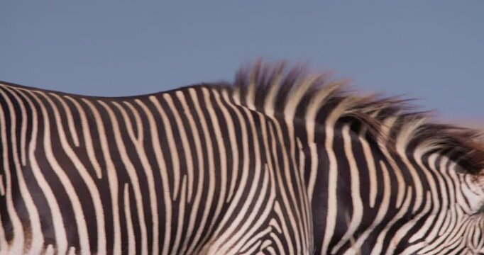 Close-up of a Grevy Zebras (Equus grevyi) head shaking off flies in dry savannah grasslands under hot midday sun in kenya 