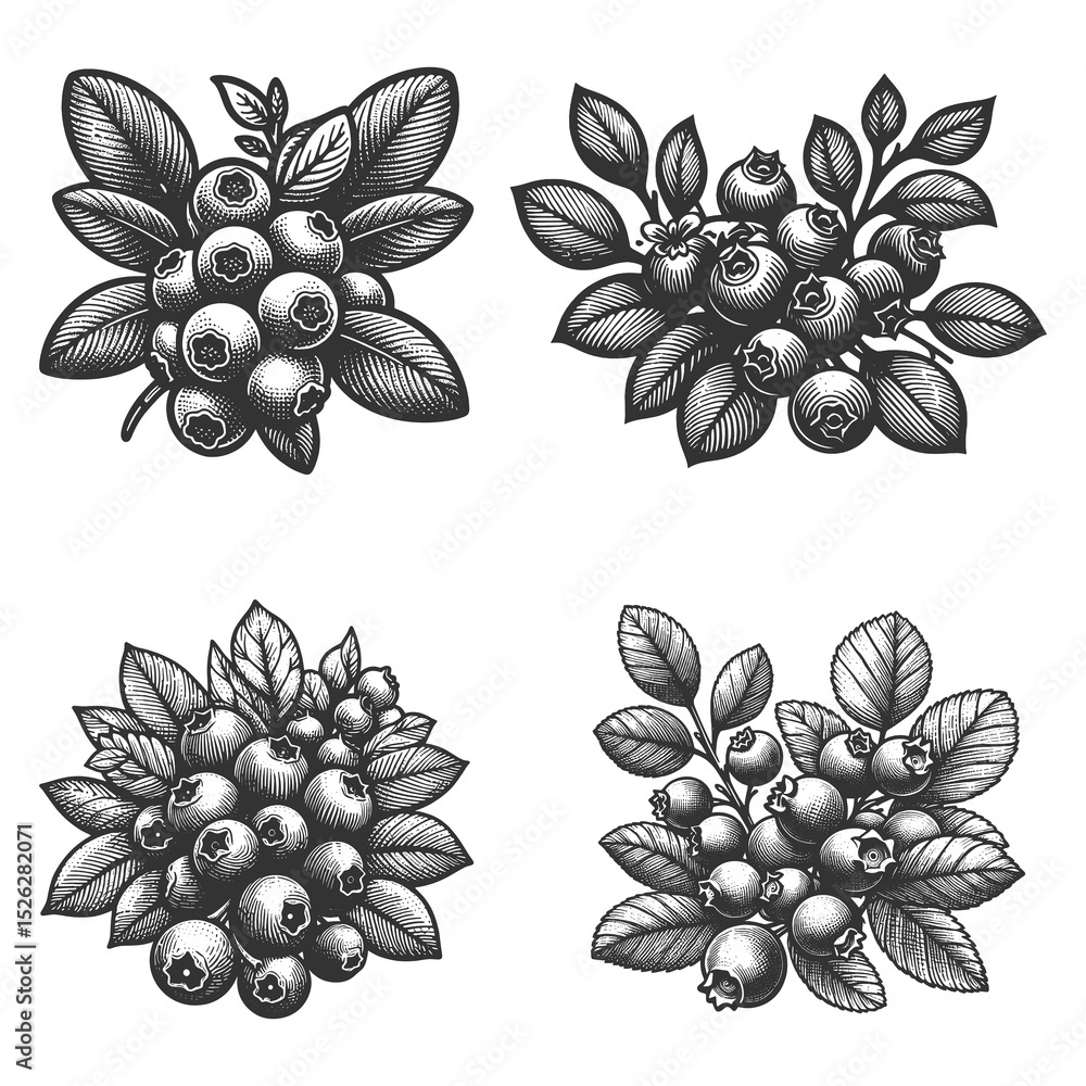 Poster blueberry set collection bundle sketch engraving generative ai raster illustration. scratch board im