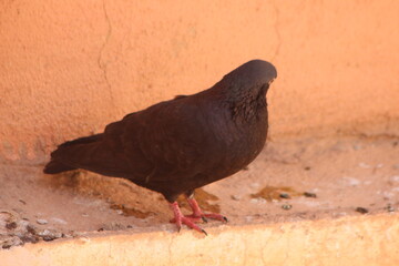 A close-up shot of a black dove