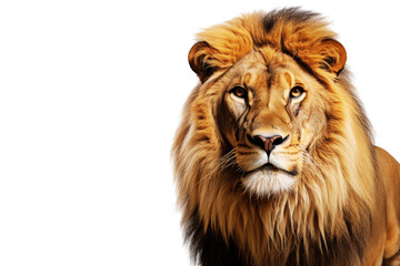 Obraz premium Lion (JPG 300Dpi 10800x7200)