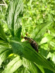 Male Cockchafer on Green Leaf – Nature Close-Up