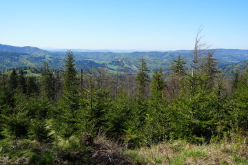Forest in Silesian Beskids near Szczyrk town in Poland