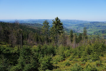 Foliage of Silesian Beskids near Szczyrk town in Poland