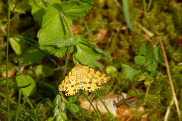 Pseudopanthera macularia, the speckled yellow on green leaf.