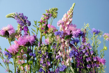 floral layout from different lilac pink wildflowers on a blue sky background. Top view.