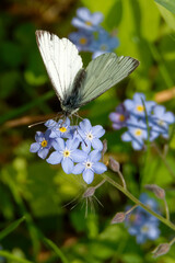 Green-veined white feeding on Myosotis flower.