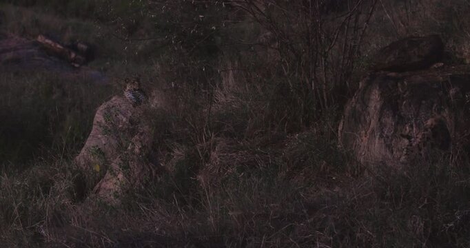 Very wide of a Leopard (Panthera pardus) camouflaged in a bush as a hyena walks next to it in dry savannah grassland at midday in Kenya