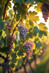 Botanical close-up of a grapevine in full growth, lit by gentle sunlight filtering through the dense leaf coverage