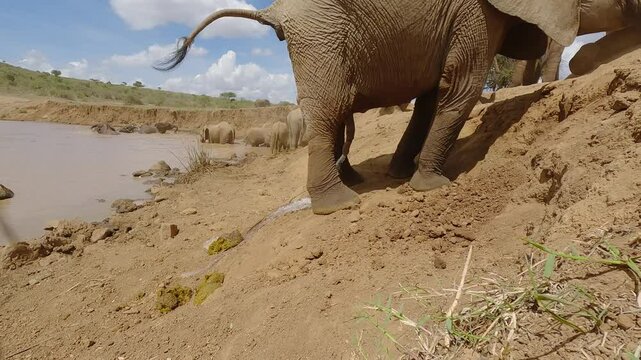Low wide of male African elephant (Loxodonta africana) peeing and defecating next to water hole in dry savannah in sunny day in Kenya