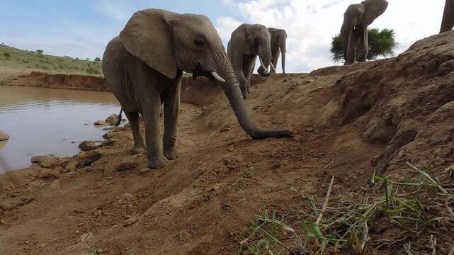 Very wide low angle of male African elephant (Loxodonta africana) dusting and intimidated away by water hole in savannah in hot day in Kenya