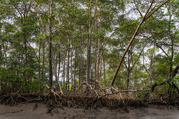 Boat trip on the Preguica River from Tutoia, Delta das Americas to Ilha das Canarias, Brazil. South...