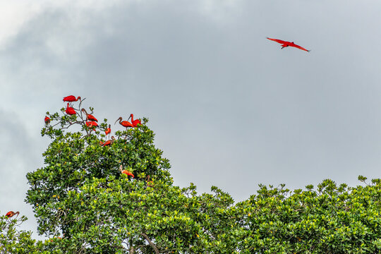 Scarlet ibis flying back home to their sleeping place, Revoada dos guaras on the Delta of the Parnaiba River in Brazil