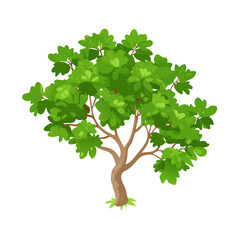 Obraz premium Green leafy tree stands proudly in a bright, sunlit environment with lush foliage and a sturdy trunk