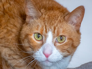 A captivating close-up portrait of a ginger tabby cat with striking green eyes, conveying curiosity and the serene beauty of a domestic feline.