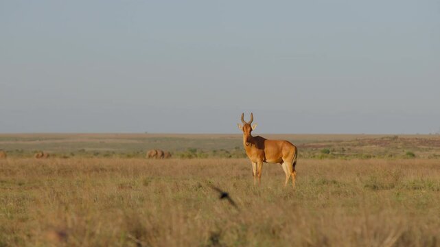 Very wide gimbal tracking of a Hartebeest (Alcelaphus buselaphus) standing in the Kenyan savannah with a distant herd of elephants grazing