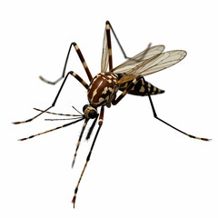 Close-up of a mosquito on a white background  