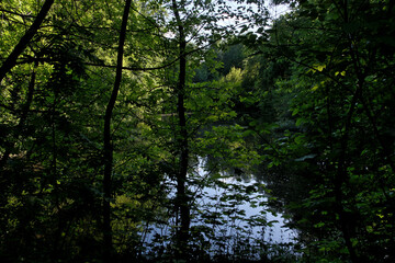 Obraz premium Reflection of trees in a lake in a forest in the summer, Reflection of trees in the water