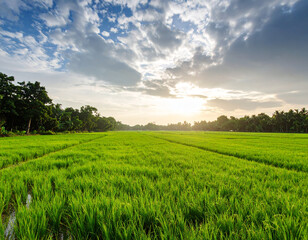 Fototapeta premium Lush green rice paddies stretch endlessly under a vast sky, showcasing Bangladesh's vital agricultural landscape.