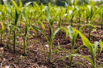 Green corn plants growing in a field with rich brown soil, showcasing the vibrant leaves and healthy growth, symbolizing agricultural development and the beauty of nature's bounty