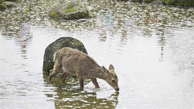 A deer defecating through shallow water with cherry blossom petals