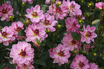 Dahlia rose en été