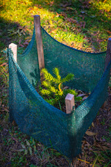 Freshly planted fir tree. Young tree protected by net. Small pine tree is planted in park, surrounded by mesh fence for protection and growth. Environmental care, tree planting, green future