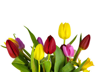 Colorful spring tulip and daffodil  bouquet on white background