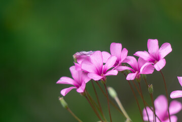 Fototapeta premium 公園の片隅に咲いている可憐で美しいカタバミ
