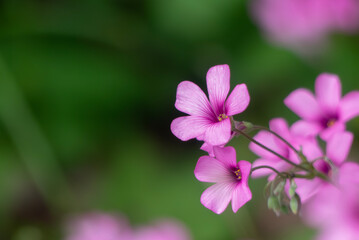 公園の片隅に咲いている可憐で美しいカタバミ
