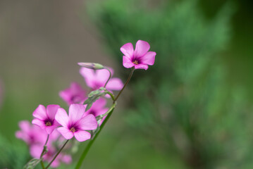 公園の片隅に咲いている可憐で美しいカタバミ