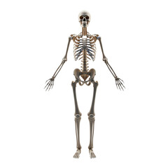 Anatomical skeleton standing isolated on transparent background, a stark reminder of mortality