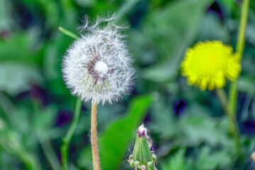 Dandelion launches parachutes on a summer day