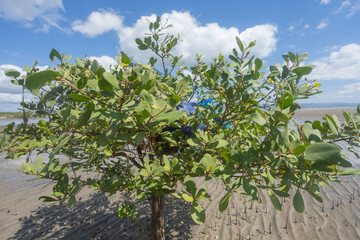 Blue plastic jerry cans for fish storage, kept by fishermen on mangrove branches under a bright blue sky