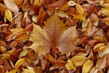Vibrant autumn leaves forming a natural pattern.
