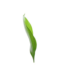 One fresh green Ruscus leaf isolated on white