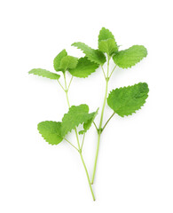 Fresh green lemon balm leaves isolated on white, top view