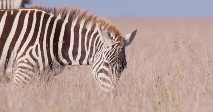 Close-up of a Plains Zebras (Equus quagga) head grazing in dry savannah grasslands under hot midday sun in kenya 