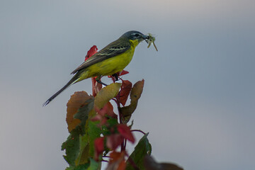 yellow wagtail with insect