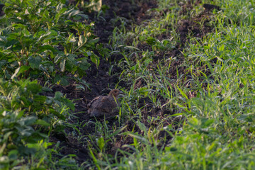 rabbit in the grass