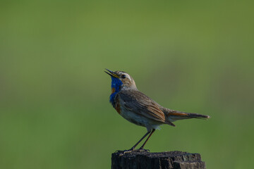 Bluethroat on the fence