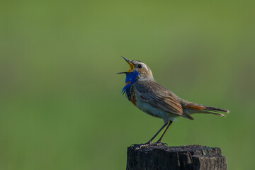 Bluethroat on the branch