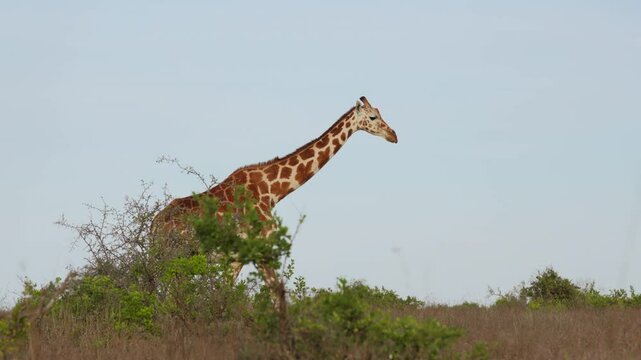 Very wide gimbal tracking of solitary Reticulated giraffe (Giraffa c. reticulata) walking in savannah in cloudy morning in Kenya