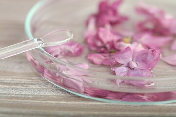 Making luxury perfume. Essential oil in Petri dish and flowers on white wooden table, closeup