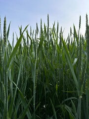 Green wheat in a field with spikelets